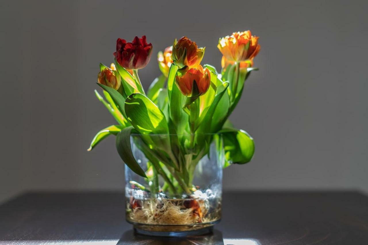 Il Tulipano - Appartamento Al Centro Di Vico Equense Extérieur photo
